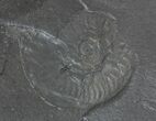 Pyritized Ammonite (Harpoceras) Fossil - Germany #51151-2